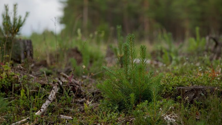 Close-up of a young evergreen plant amidst a forest clearing with natural background.